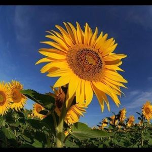 Meet your Posher, Barbara